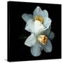 White Daffodils-Magda Indigo-Stretched Canvas