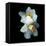 White Daffodils-Magda Indigo-Framed Stretched Canvas