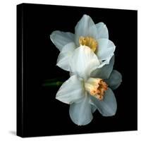 White Daffodils-Magda Indigo-Stretched Canvas