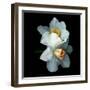 White Daffodils-Magda Indigo-Framed Photographic Print