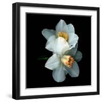 White Daffodils-Magda Indigo-Framed Photographic Print