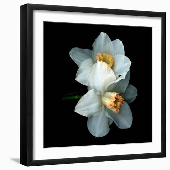 White Daffodils-Magda Indigo-Framed Photographic Print