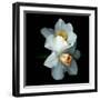 White Daffodils-Magda Indigo-Framed Photographic Print