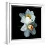 White Daffodils-Magda Indigo-Framed Photographic Print