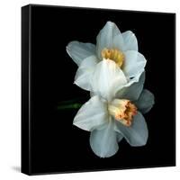 White Daffodils-Magda Indigo-Framed Stretched Canvas