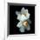 White Daffodils-Magda Indigo-Framed Photographic Print