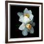 White Daffodils-Magda Indigo-Framed Photographic Print