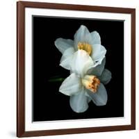 White Daffodils-Magda Indigo-Framed Photographic Print