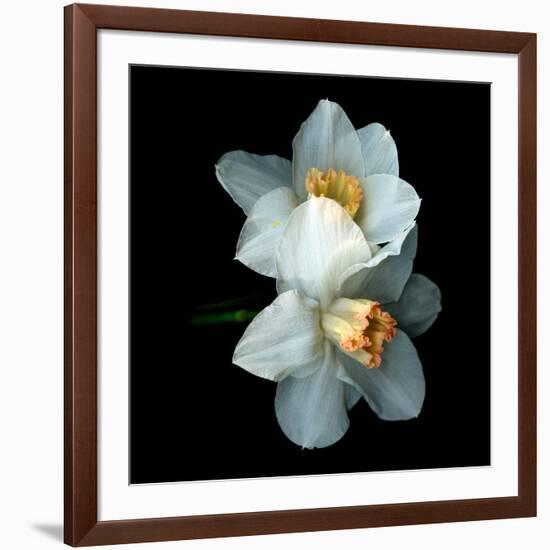 White Daffodils-Magda Indigo-Framed Photographic Print