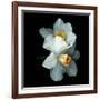 White Daffodils-Magda Indigo-Framed Photographic Print