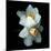 White Daffodils-Magda Indigo-Mounted Photographic Print