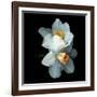 White Daffodils-Magda Indigo-Framed Photographic Print