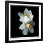 White Daffodils-Magda Indigo-Framed Photographic Print