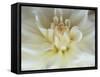White Dahlia Close-up-Janell Davidson-Framed Stretched Canvas