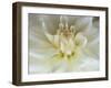 White Dahlia Close-up-Janell Davidson-Framed Premium Photographic Print