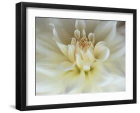 White Dahlia Close-up-Janell Davidson-Framed Premium Photographic Print