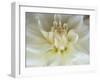 White Dahlia Close-up-Janell Davidson-Framed Premium Photographic Print