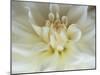 White Dahlia Close-up-Janell Davidson-Mounted Premium Photographic Print