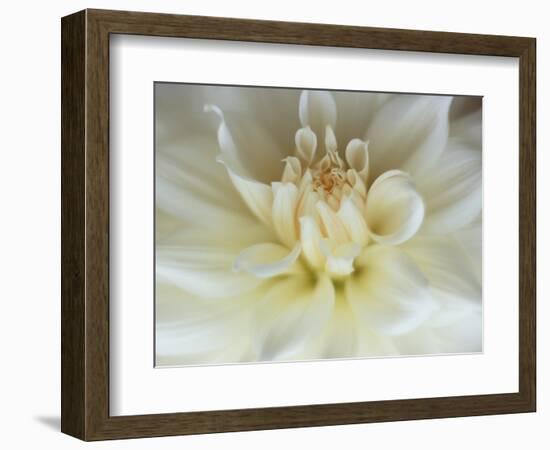 White Dahlia Close-up-Janell Davidson-Framed Photographic Print