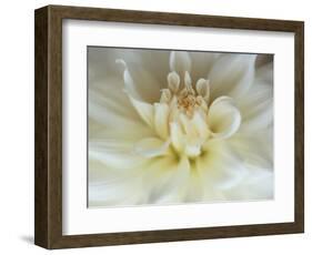 White Dahlia Close-up-Janell Davidson-Framed Photographic Print