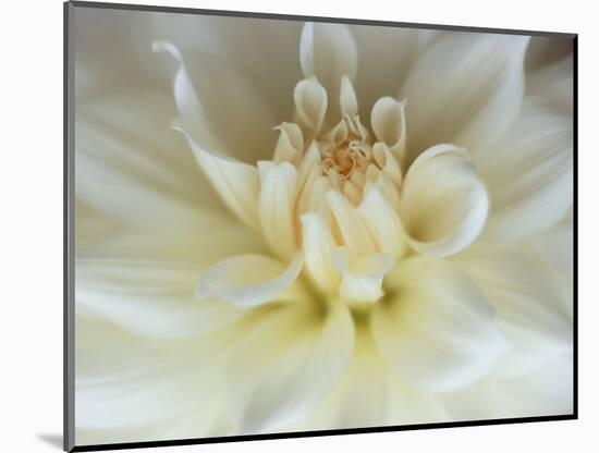 White Dahlia Close-up-Janell Davidson-Mounted Photographic Print