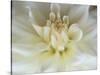 White Dahlia Close-up-Janell Davidson-Stretched Canvas