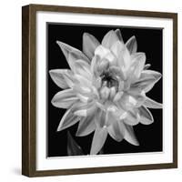 White Dahlia I-Caroline Kelly-Framed Photo