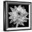 White Dahlia I-Caroline Kelly-Framed Photo