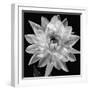 White Dahlia I-Caroline Kelly-Framed Photo