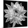 White Dahlia I-Caroline Kelly-Mounted Photo