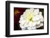 White dahlia, USA-Lisa Engelbrecht-Framed Photographic Print