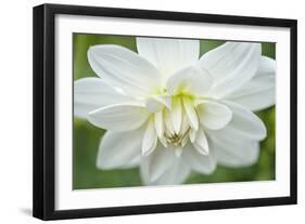 White Dahlia-Cora Niele-Framed Photographic Print