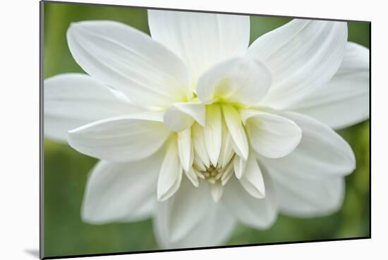 White Dahlia-Cora Niele-Mounted Photographic Print