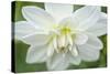 White Dahlia-Cora Niele-Stretched Canvas