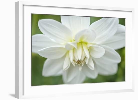 White Dahlia-Cora Niele-Framed Photographic Print