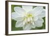 White Dahlia-Cora Niele-Framed Photographic Print