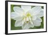 White Dahlia-Cora Niele-Framed Photographic Print