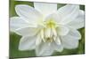 White Dahlia-Cora Niele-Mounted Photographic Print