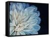 White Dahlia-Farrell Douglass-Framed Stretched Canvas