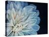 White Dahlia-Farrell Douglass-Stretched Canvas