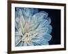 White Dahlia-Farrell Douglass-Framed Giclee Print