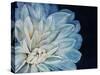 White Dahlia-Farrell Douglass-Stretched Canvas