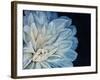 White Dahlia-Farrell Douglass-Framed Giclee Print