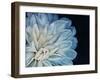 White Dahlia-Farrell Douglass-Framed Giclee Print