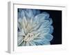 White Dahlia-Farrell Douglass-Framed Giclee Print