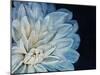 White Dahlia-Farrell Douglass-Mounted Giclee Print