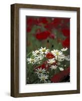 White Daisies and Red Poppies, near Crosby, Tennessee, USA-Adam Jones-Framed Photographic Print