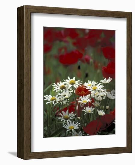 White Daisies and Red Poppies, near Crosby, Tennessee, USA-Adam Jones-Framed Photographic Print