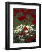 White Daisies and Red Poppies, near Crosby, Tennessee, USA-Adam Jones-Framed Photographic Print