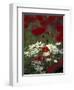 White Daisies and Red Poppies, near Crosby, Tennessee, USA-Adam Jones-Framed Photographic Print